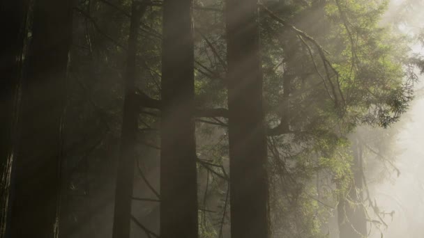 Scenic Sun Rays Coming Ancient Redwood Trees — Stok video