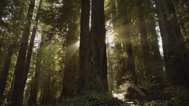 Early Sunny Morning Redwood Forest Sun Beams Coming Woodland Northern — Stock Video
