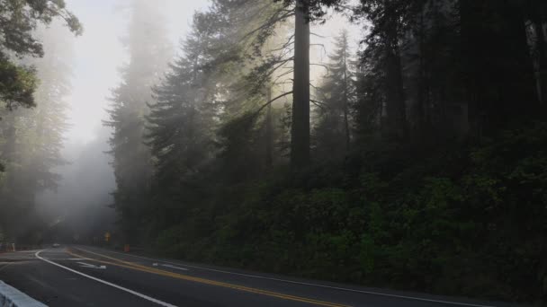 位于美国加利福尼亚州北部的景观红杉公路101号 路边的一棵巨大的古红杉 — 图库视频影像