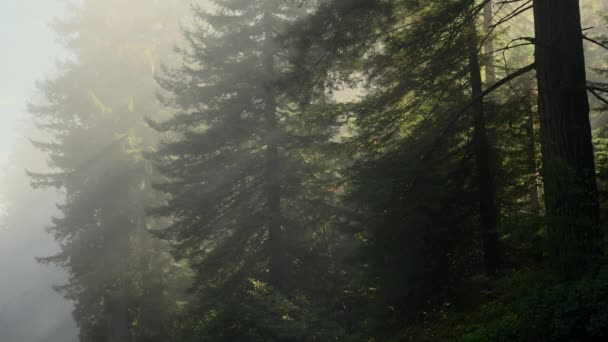 Early Sunny Morning Redwood Forest Inglés Rayos Sol Que Vienen — Vídeo de stock