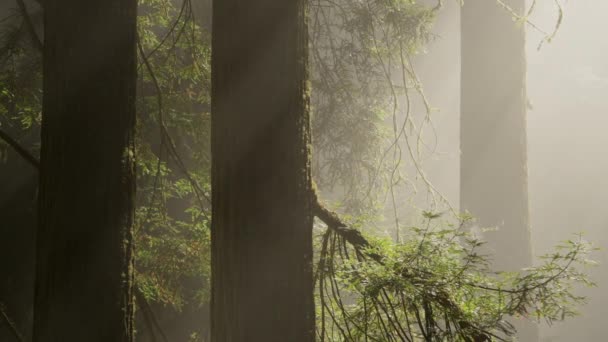 Два Древні Дерева Редвуда Сонце Між Ними Redwood National State — стокове відео