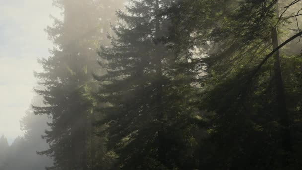 Kaliforniya Nın Antik Sekoya Ormanı Sabah Kıyı Sisi Ile Kaplı — Stok video