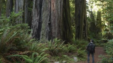 Caucasian Tourist in Their 40s Exploring California's Coastal Redwoods Forest Along a Scenic Highway 101, United States of America.