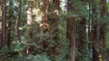 Moving Between Ancient Redwood Trees in California