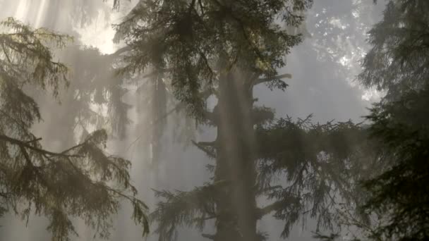 Scenic California Redwood Rain Forest Covered Morning Fog Woodland Scenery — Stockvideo