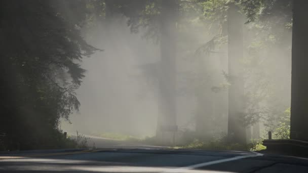 Scenic Foggy Morning Sunlight Rays California Redwood Highway Northern California — Vídeo de Stock