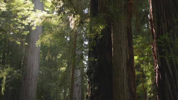 California Redwood National Forest Scenery Coastal Fog Rolling Ancient Forest — Vídeo de stock