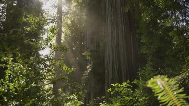 Güneşli Kuzey Kaliforniya Sekoya Ormanı Manzarası Kıyı Sisi Güneş Işığı — Stok video