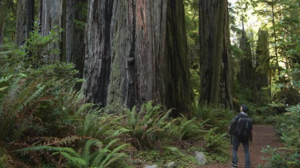 Caucasian Tourist 40S Exploring California Coastal Redwoods Forest Scenic Highway — Stockvideo