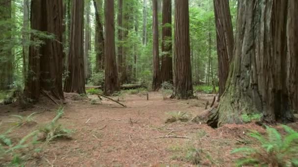 Camera Moving Dense Redwood Wilderness Northern California Redwoods State National — Stok video