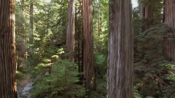 Sunny Dense Redwood Forest Northern California Summer Scenery Camera Moving — Stockvideo