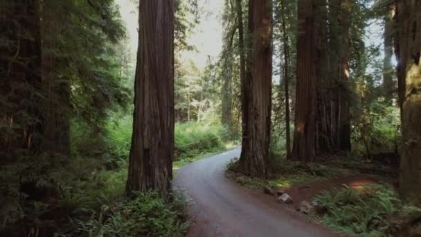 Aerial View Ancient California Redwood Forest Woodland Road — Vídeo de stock