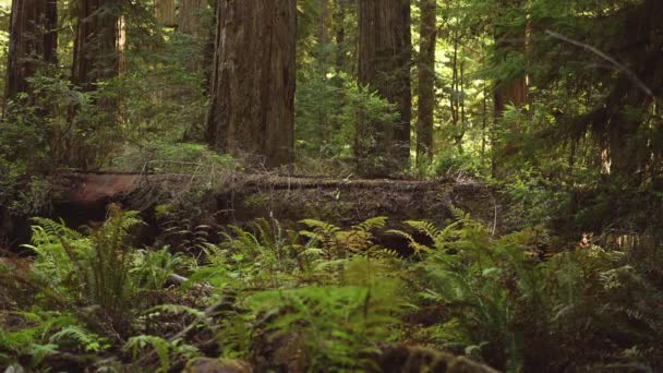 Calm Silent California Redwood Forest Static Vista — Vídeo de stock