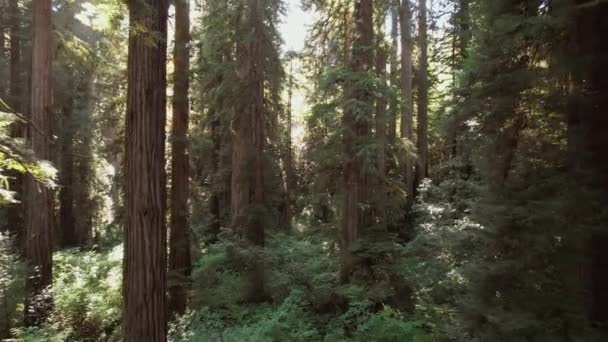 Aerial View Beautiful Sunny Redwood Forest Camera Movement Ancient Tress — Video