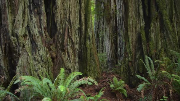 Kafkas Sırt Çantalı Antik Sekoya Ormanını Keşfeden Dev Ağaçlar Arasında — Stok video