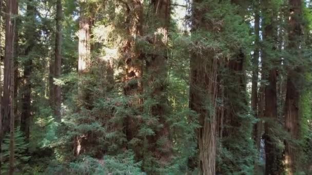 Moving Ancient Redwood Trees California — Stock videók