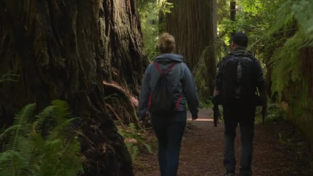 Dos Turistas Caucásicos Sus Años Explorando Bosque Costero Redwoods California — Vídeo de stock