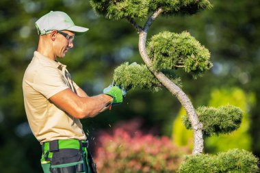 Caucasian Professional Garden Worker Trimming Decorative Tree Using Garden Shears. Wearing Eyes Safety Glasses.