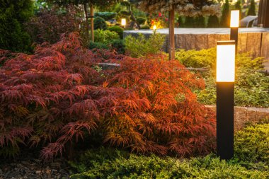 Red Japanese Maple Plant Illuminated by Bollard Outdoor Landscape Lights. Backyard Garden with Concrete Porch in the Background.