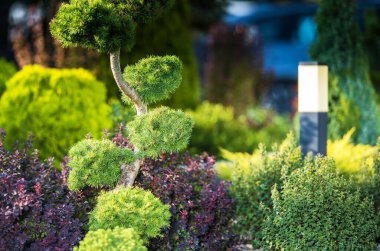 Closeup of Evergreen Ornamental Pine Tree Growing in the Landscape Garden. Various Shrubs and Bushes Along with Outdoor Lamp in the Background.