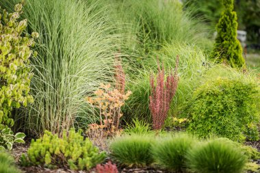 Closeup of a Variety of Decorative Plants Growing in a Landscaped Garden, Including Green, Orange and Red Shrubs and Grasses.