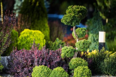 Various Types of Decorative Plants of Different Colors, Including Shrubs, Bushes and Ornamental Pine Tree Growing Together. Backyard Garden Landscape Design Idea.