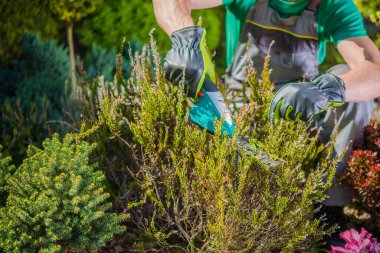 Closeup of Shrub Being Cut by Caucasian Landscaper Using Hand Held Power Trimmer Tool. Garden Care and Maintenance Work. Professional Gardening Equipment Theme.