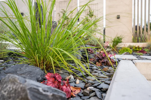 Closeup Flowerbed Ornamental Grass Decorated Dark Pebble Ground Covering Landscape — Foto Stock