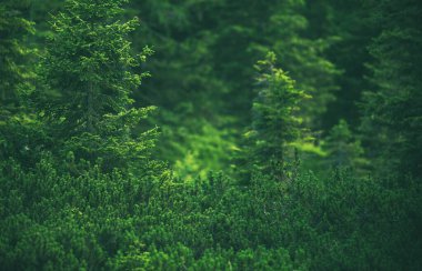 Forest Landscape Natural Background with Shallow Depth of Field. Pines and Spruces.