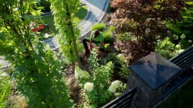 Caucasian Professional Garden Worker Trimming Decorative Tree Using Garden Shears. Wearing Eyes Safety Glasses.