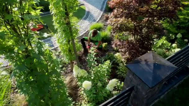 Caucasian Professional Garden Worker Trimming Decorative Tree Using Garden Shears — Stockvideo