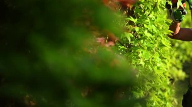 Caucasian Garden with Professional Hedge Trimmer in His Hands. Garden Maintenance Job. Trimming Decorative Tree Branches.