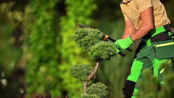 Professionell Kaukasisk Trädgårdsmästare Trimning Trädgårdsväxter Använda Garden Pruning Shear — Stockvideo