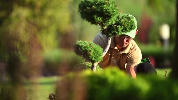 Gardener Garden Shears Secateurs His Hands Trimming Backyard Trees Plants — Vídeo de Stock