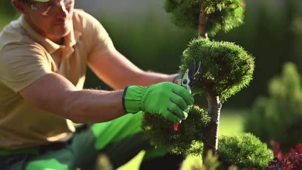 コーカサスの庭師トリミングガーデン装飾的な木の枝は写真を閉じます 春の植物メンテナンス — ストック動画