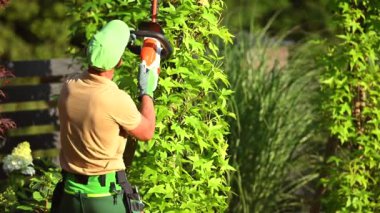 Caucasian Professional Gardener in His 40s with Electric Cordless Hedge Trimmer in Action. Trimming Decorative Tree Branches.