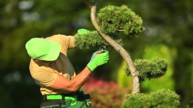 Yaz Saati Bitkileri Süsleme. Kafkas Bahçıvanı Arka Bahçe Ağaç Dalları Yakından Fotoğraf. Bahçe ve Peyzaj TemasıName.