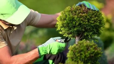Caucasian Professional Garden Worker Trimming Decorative Tree Using Garden Shears. Wearing Eyes Safety Glasses.