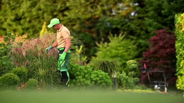 Professionnel Caucasien Jardinier Dans Son 40S Intérieur Grand Jardin Arrière — Video