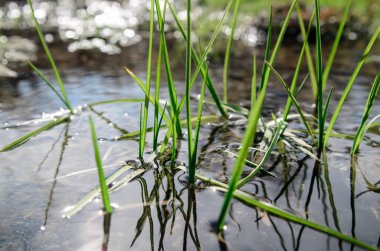 Sudan çıkan bahar otları