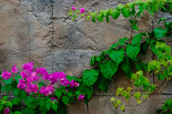 Beautiful Decorative Colorful Roses on Brick Wall. Wedding Party Decor Detail. Delicate Clambering Plant Blossom Pastel Flower on White Background. Elegant Arrangement Floristics Setting