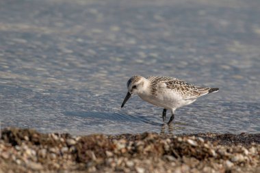 Calidris Alba - Sanderling - Göçmen kuş denizin kenarında duruyor
