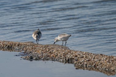 Calidris Alba - Sanderling - Göçmen kuş denizin kenarında duruyor