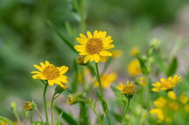 Sarı Arnica (Arnica Montana) bitkisi güzel bokeh ile çiçek açar. Not: Sığ alan derinliği