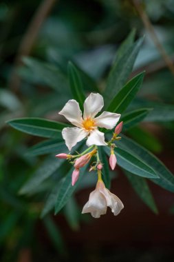 Çiçek açan Beyaz Oleander çiçekleri (Oleander Nerium) yakın plan. Seçici odak.