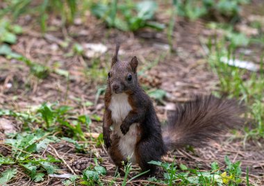 Yerdeki Doğu gri sincap (Sciurus carolinensis)