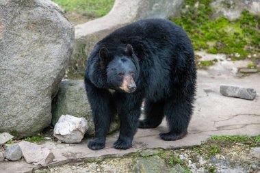 Amerikan siyah ayısının yakın plan fotoğrafı (Ursus americanus).