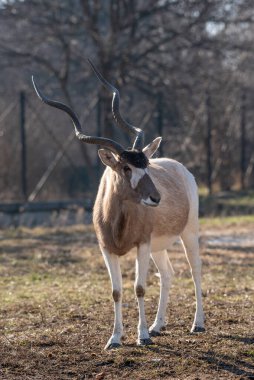 Addax 'ın portresi (Addax nasomaculatus) ya da beyaz antilop veya screwhorn antilobu, Sahra Çölü' nde yaşayan bir antilop türüdür.