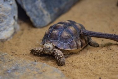 Afrika kaplumbağası (Centrochelys sulcata), Afrika 'da Sahra Çölü' nün güney ucunda yaşar..