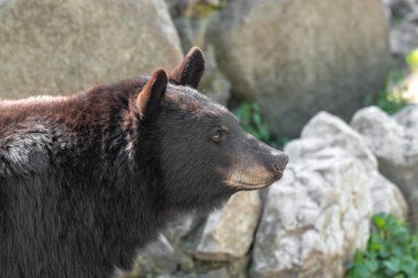 Amerikan siyah ayısının yakın plan fotoğrafı (Ursus americanus)